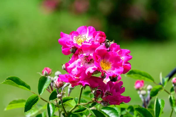 Grande Cespuglio Verde Con Rose Rosa Vivaci Fresche Foglie Verdi — Foto Stock