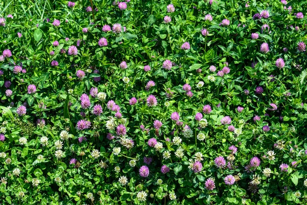 Фон Розовых Цветков Клевера Трилистника Trifolium Зеленых Листьев Солнечный Весенний — стоковое фото