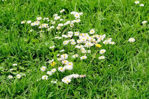 Вид Сбоку Большую Группу Daisies Bellis Белые Розовые Цветы Прямым — стоковое фото