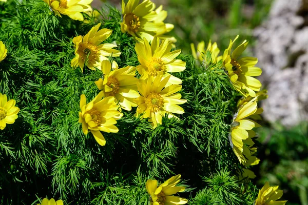 Grupo Flores Amarillas Frescas Adonis Vernalis También Conocido Como Ojo — Foto de Stock