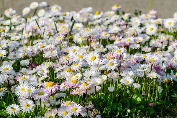 Vista Lateral Grande Grupo Margaridas Bellis Perennis Flores Brancas Rosa — Fotografia de Stock