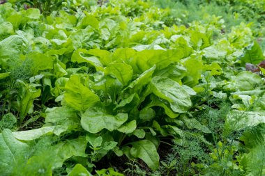 Geniş yeşil marul yaprakları ve organik bir bahçede pancar, yağmurlu bir yaz gününde küçük su damlaları, güzel bir açık hava monokrom arka plan yumuşak odaklı fotoğraflanmış