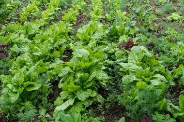 Paralel çizgiler yeşil ve koyu kırmızı marul yaprakları, pancar ve turplar organik bir bahçede güneşli bir yaz gününde, güzel bir açık hava tek renkli arka plan yumuşak odaklı fotoğraflanmış.