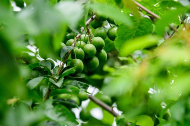 Genç meyveler ve yeşil erik yaprağı dalları ile bir yaz günü bir meyve bahçesinde, güzel açık hava tek renkli yeşil arka plan yumuşak odaklı fotoğraf