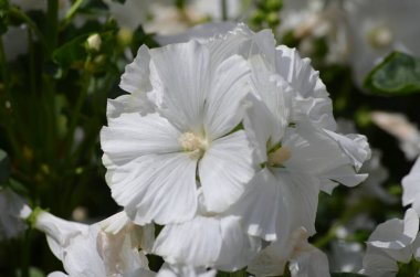 Althaea officinalis bitkisinin birçok narin beyaz çiçeği, genellikle bir İngiliz kır evinin bahçesinde marsh-mallow olarak bilinir güneşli bir yaz gününde, güzel bir açık hava çiçek arka planında