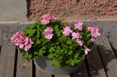 Sardunya, leylek gagası ve taze yeşil yapraklar olarak bilinen canlı pembe Pelargonium çiçekleri grubu güneşli bir bahar gününde eski bir ahşap evin önünde, çok renkli doğal dokular.