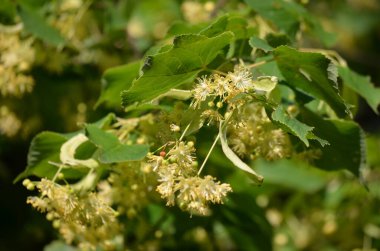 Küçük ıhlamur yaprakları ve ağaçların dallarındaki narin sarı çiçekler güneşli bir bahar gününde, açık havada çekilen çiçek arkaplanı yumuşak odaklı.