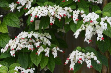 Cleome hassleriana bitkisinin pek çok narin beyaz ve pembe çiçeği, genellikle örümcek çiçeği, örümcek çiçeği, pembe kraliçe ya da bir yaz günü İngiliz kır evindeki büyükbabanın bıyıkları olarak bilinir.