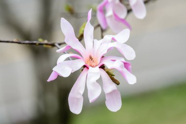 Pek çok narin beyaz manolya çiçekleri ağaç dallarında açar bulutlu bir gökyüzüne doğru, güneşli bir bahar gününde bir bahçede, güzel bir açık hava çiçekli arka planda.