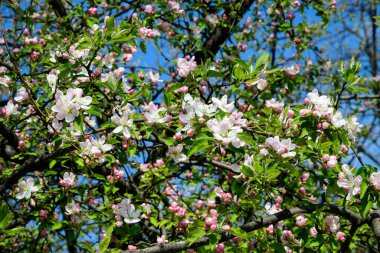 Beyaz ve pembe elma ağaçlarıyla dolu büyük bir dal tam çiçek açmış ve açık mavi gökyüzü güneşli bir bahar gününde, güzel Japon ağaçları çiçek açar arka planda, sakura