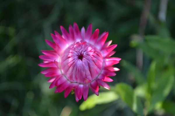 One Vivid Pink Xerochrysum Bracteatum Flower Known Golden Everlasting Straw — Stock Photo, Image