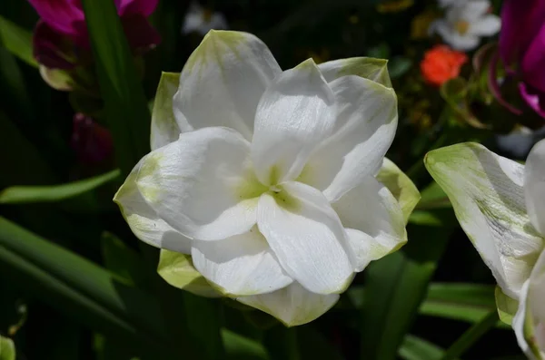 Delicada Flor Branca Açafrão Planta Curcuma Longa Jardim Estilo Cottage — Fotografia de Stock