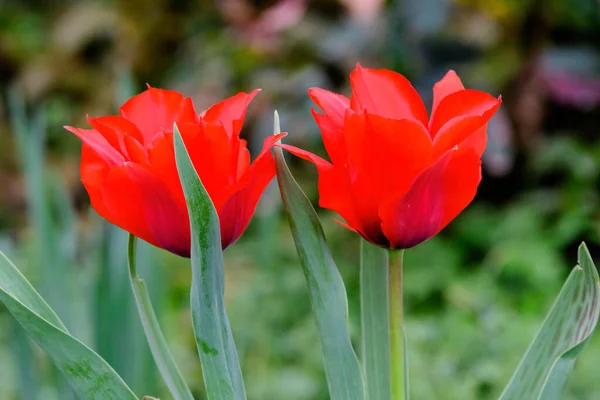 Primer Plano Dos Delicados Tulipanes Rojos Plena Floración Soleado Jardín — Foto de Stock