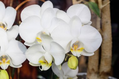 Beyaz ve sarı falanopsis orkidesini kapat. Çiçekler çiçek açmış. Güneşli bir yaz gününde bir bahçe saksısında.