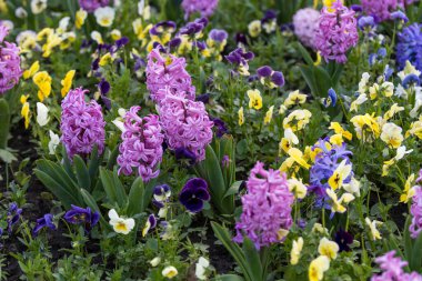 Birçok büyük pembe Hyacinth ya da Hyacinthus çiçeklerini tam çiçek ve küçük beyaz ve sarı papatyaları güneşli bir bahar günü bahçesinde, güzel bir açık hava çiçekli arka planda.