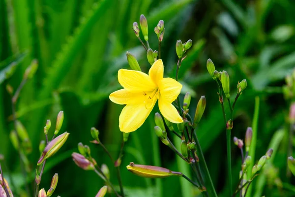 Primer Plano Delicado Lirio Día Amarillo Flor Lilium Plena Floración — Foto de Stock