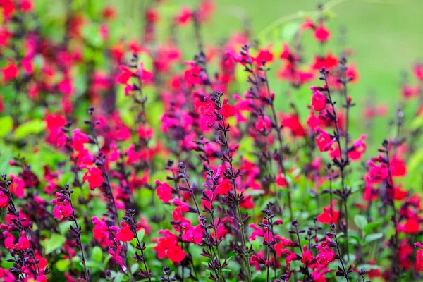 Grande Arbusto Sempre Verde Vermelho Escuro Vívido Salvia Microphylla Lábios — Fotografia de Stock