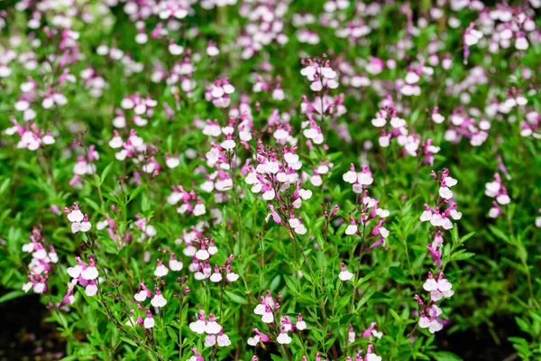 Nagy Örökzöld Cserje Fehér Élénk Rózsaszín Salvia Microphylla Hot Lips — Stock Fotó