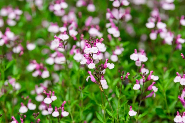 Nagy Örökzöld Cserje Fehér Élénk Rózsaszín Salvia Microphylla Hot Lips — Stock Fotó