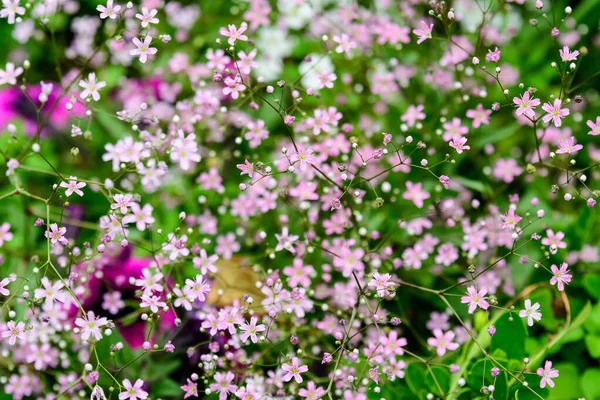 大花束 带有小粉红色的吉普赛兰花 通常被称为艳丽的婴儿呼吸隔离在白色背景 美丽的室内花卉背景图片 — 图库照片