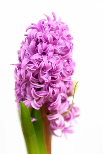关闭一个精致的浅粉色水仙花或水仙花在花园盆中盛开 隔离在一个工作室的照片白色背景 — 图库照片