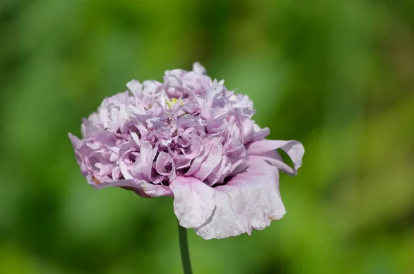 Nahaufnahme Einer Leichten Doppelt Geblümten Lila Mohnblume Voller Blüte Einem — Stockfoto