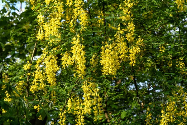 Árbol Con Flores Amarillas Laburnum Anagyroides Laburnum Común Cadena Dorada — Foto de Stock