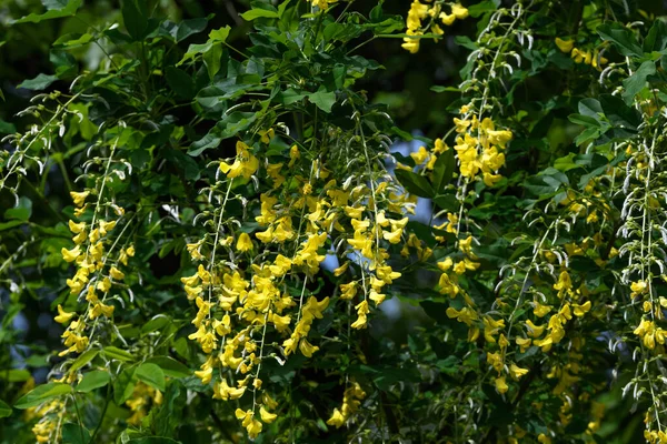 Drzewo Żółtymi Kwiatami Laburnum Anagyroides Wspólny Laburnum Złoty Łańcuch Lub — Zdjęcie stockowe
