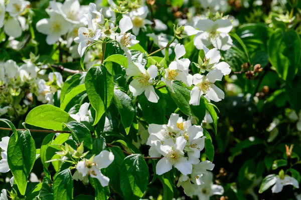 Grande Cespuglio Verde Con Freschi Delicati Fiori Gelsomino Bianco Foglie — Foto Stock