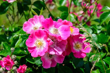 Güneşli bir yaz gününde, bahçesinde taze pembe güller ve yeşil yapraklarla büyük yeşil çalı, açık hava çiçekli güzel arka plan yumuşak odak ile fotoğraflanmış.