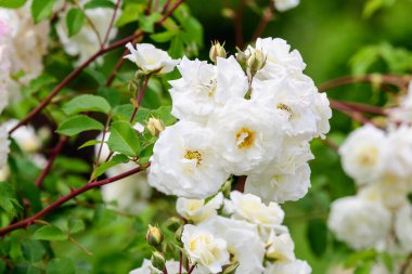 Güneşli bir yaz gününde bahçesinde taze beyaz güller ve yeşil yapraklarla büyük yeşil çalı, güzel bir açık hava çiçekli arka plan.