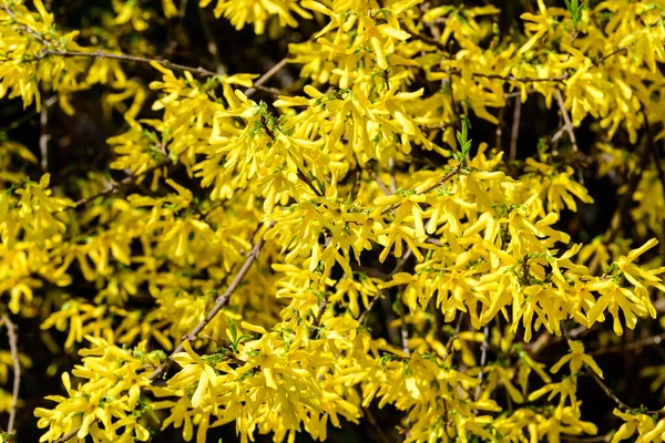 Grand Buisson Fleurs Jaunes Forsythia Plante Également Connue Sous Nom — Photo