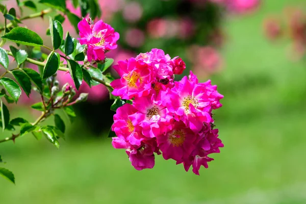 Grande Cespuglio Verde Con Rose Rosa Vivaci Fresche Foglie Verdi — Foto Stock