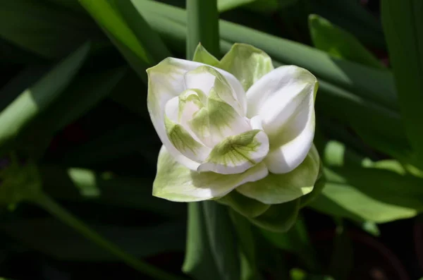 Деликатный Белый Цветок Куркумы Curcuma Longa Завод Британском Саду Коттеджного — стоковое фото