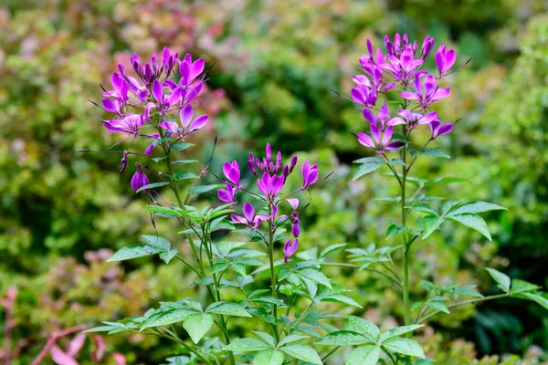 Beaucoup Fleurs Violettes Délicates Cleome Plante Hassleriana Communément Connu Sous — Photo