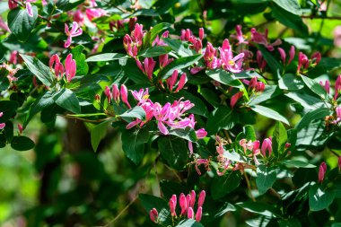 Geniş yeşil çalı, Lonicera Periclymenum bitkisinin taze pembe çiçekleri, yaygın olarak bilinen Avrupa hanımeli veya odunu güneşli bir yaz gününde bir bahçede, güzel bir açık hava çiçekli arka plan