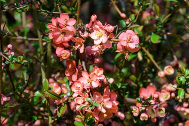 Japon ayva kuşu olarak da bilinen Chaenomeles Japon ayva çiçeğini, güneşli bir bahar bahçesindeki Maule ayvasını, güzel Japon çiçeklerinin çiçek arkaplanını, sakura 'yı kapatın.