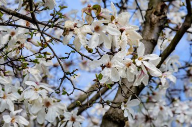 Birçok narin beyaz manolya çiçekleri ağaç dallarında açar açık mavi gökyüzüne doğru, güneşli bir bahar gününde bir bahçede, güzel bir açık hava çiçekli arka planda.
