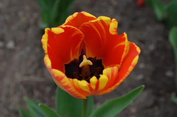 Primer Plano Delicado Tulipán Rojo Amarillo Plena Floración Jardín Soleado — Foto de Stock