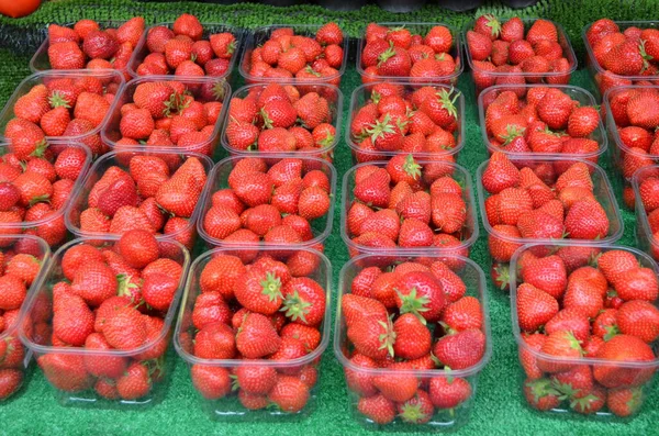 Large Group Fresh Organic Strawberries Displayed Transparent Plastic Boxes Available — Stock Photo, Image
