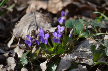 Viola kokulu bitkilerin pek çok narin mavi çiçeğini kapayın. Genellikle ahşap, tatlı, İngiliz, çiçekçi menekşesi olarak bilinir. Güneşli bir bahar bahçesinde, güzel bir arka planda.