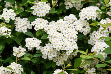 Spiraea nipponica 'nın narin beyaz çiçekleri ile geniş bir dala yakın. Kar tepeciği tamamen çiçek açmış. Dekoratif bir bitkinin çiçek arkaplanı.