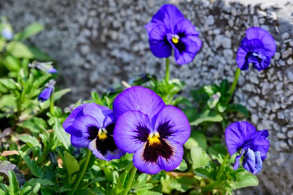 Zbliżenie Wielu Delikatnych Niebieskich Bratek Kwiaty Pełnym Rozkwicie Słonecznym Ogrodzie — Zdjęcie stockowe