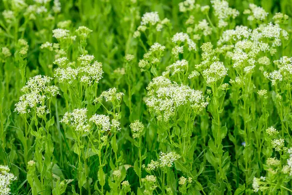 Close Large Branch Delicate White Flowers Chartreuse Shrub Full Bloom — Stock Photo, Image