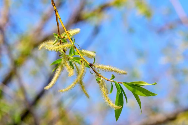 Pequeno Delicado Verde Folhas Salgueiro Flores Jardim Primavera Ensolarado Belo — Fotografia de Stock