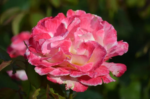 Primer Plano Una Rosa Grande Delicada Color Rosa Vivo Blanco — Foto de Stock