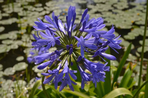 アガパントス植物の多くの繊細な青い花 一般的にナイル川のユリ または晴れた夏の日に英国のコテージスタイルの庭でアフリカのユリ 美しい屋外の花の背景として知られています — ストック写真