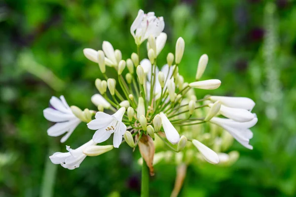 Πολλά Λεπτά Λευκά Λουλούδια Του Φυτού Agapanthus Κοινώς Γνωστά Κρίνος — Φωτογραφία Αρχείου