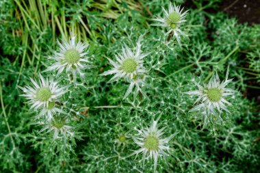 Genellikle mavi eryngo ya da düz deniz çobanı olarak bilinen Eryngium bitkisinin birçok yeşil çiçeğinin üst görüntüsü güneşli bir bahar gününde, yumuşak bir odak ile fotoğraflanmış bir bahçede.