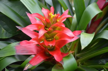 Yeşil bir evde, yeşil bir saksıda narin yeşil yaprakları olan canlı kırmızı bir Bromelia çiçeğine yaklaş.